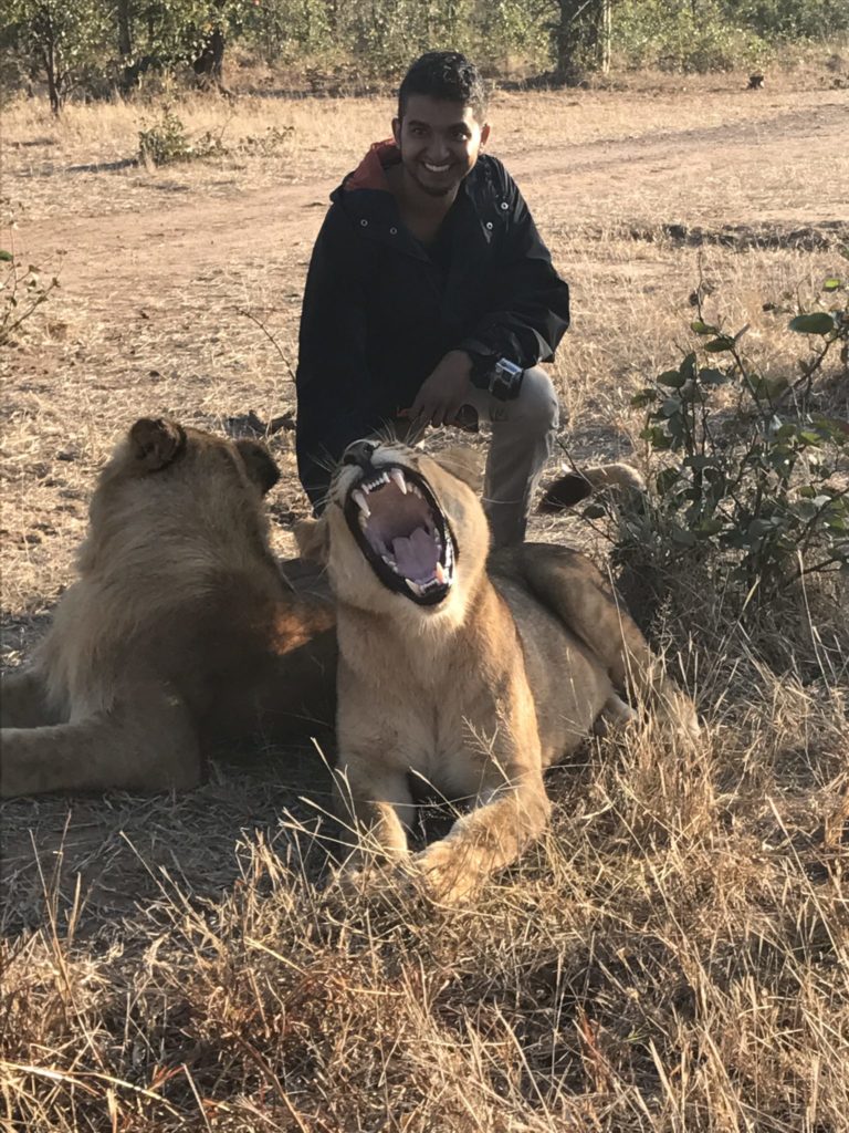 First Interaction while walking with Lions in Zimbabwe