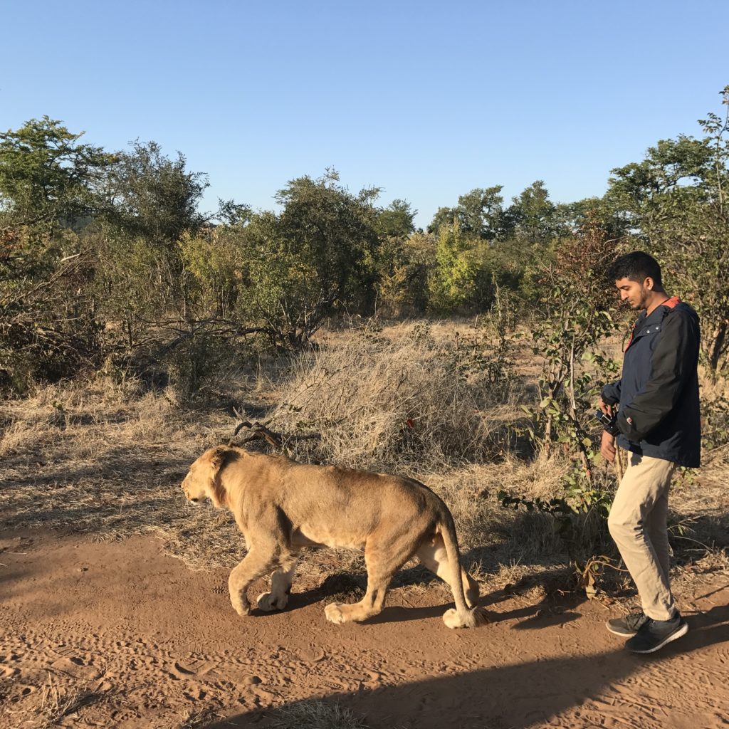 Morning stroll while walking with Lions in Zimbabwe