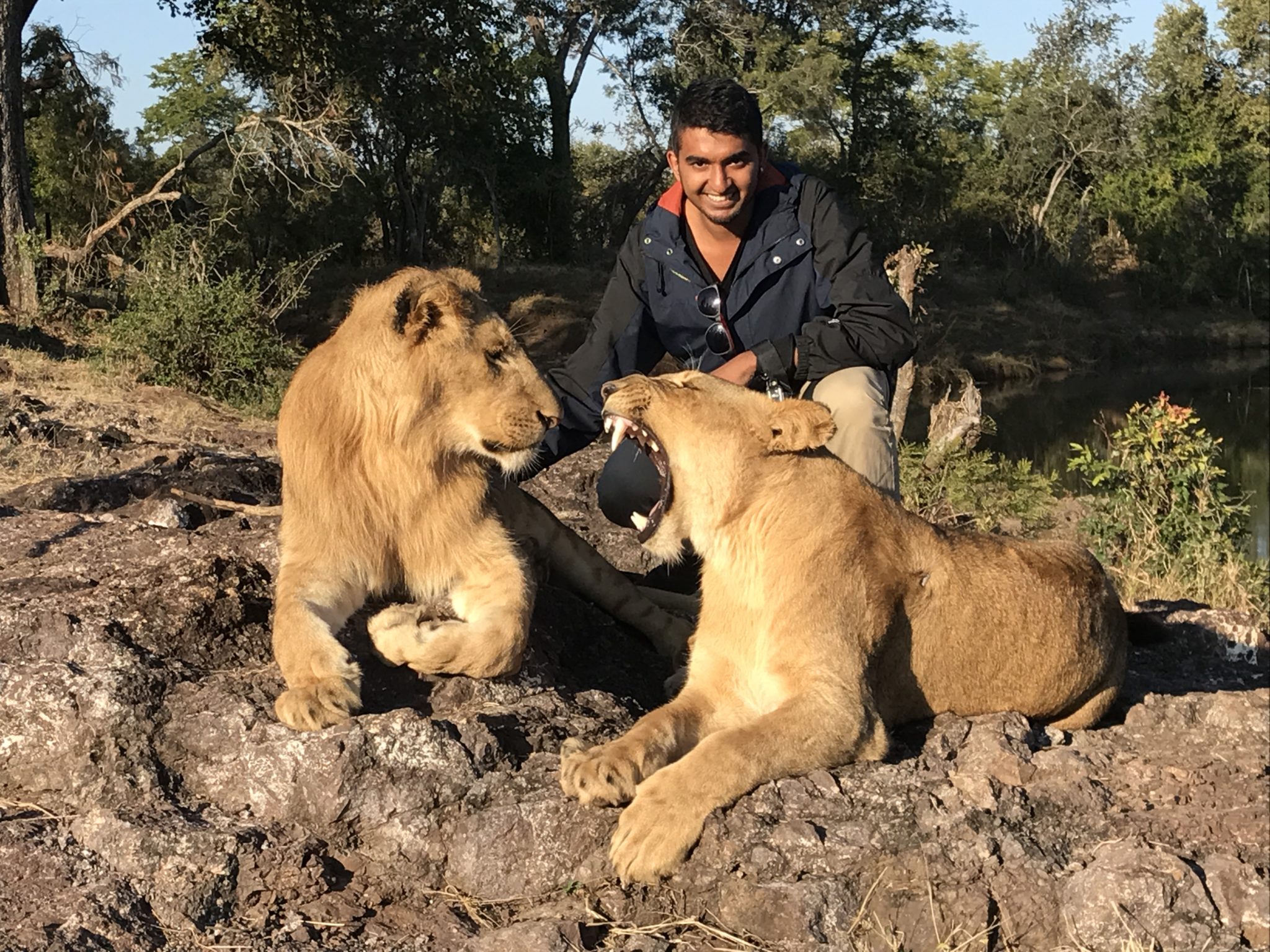 First Interaction while walking with Lions in Zimbabwe