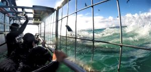 Read more about the article Shark Cage Diving in Cape Town