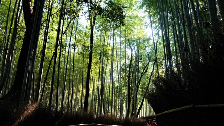 Sun peers through the arAshiyama bamboo forest