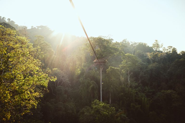 Tall treehouse stands in the jungle as sun sets behind it