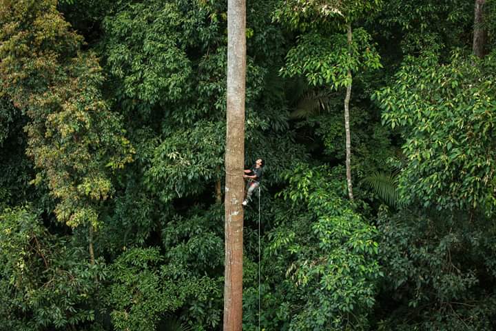 A man climbs a tree to build a treehouse in Laos