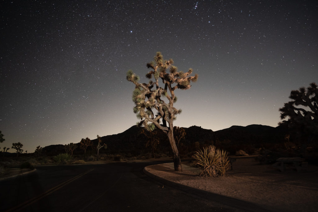 Joshua Tree under star lit sky