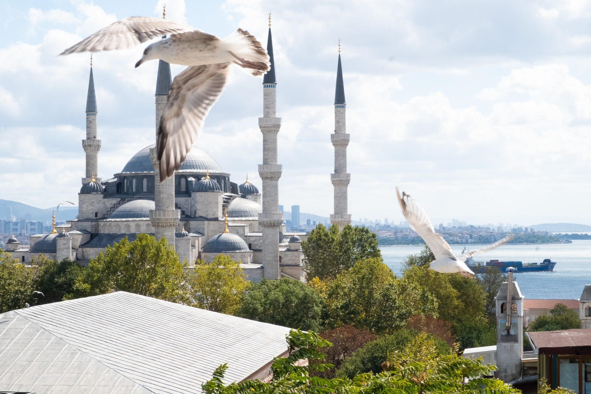 Blue Mosque with Bird flying by